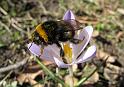 2010-03-22, Frühling (9)